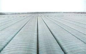 大棚膜選購(gòu)指南 廠家、價(jià)格與批發(fā)全解析